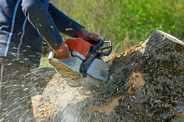 The Steps Involved in Our Tree Care Process in Roseland, FL